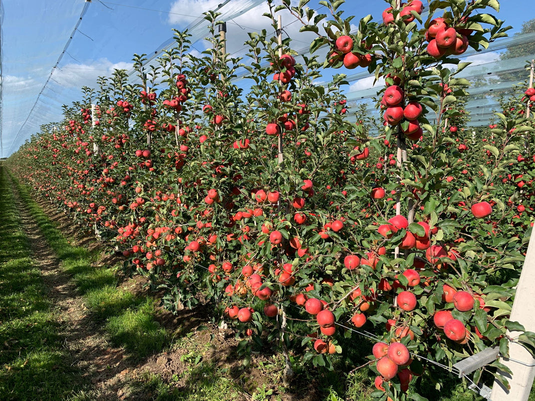 Fruitconsult – Fruitconsult
