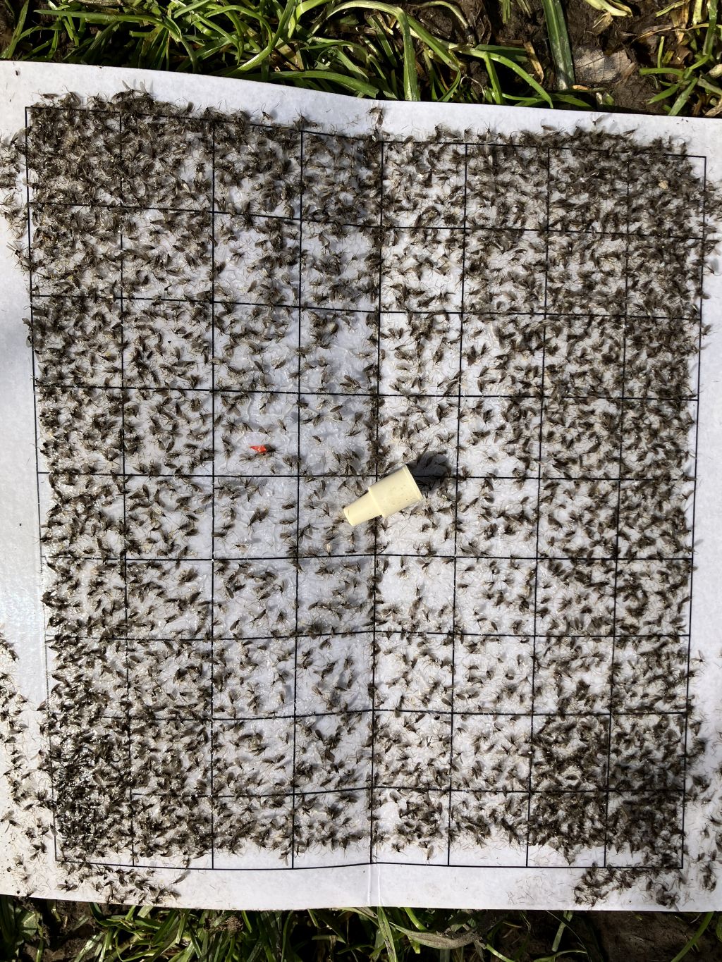 Pear gall midge (Contarinia pyrivora) 2 pcs.
