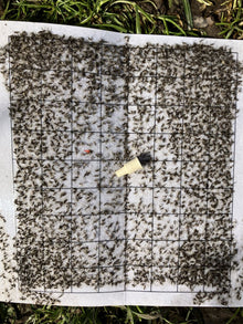 Pear gall midge (Contarinia pyrivora) 2 pcs.