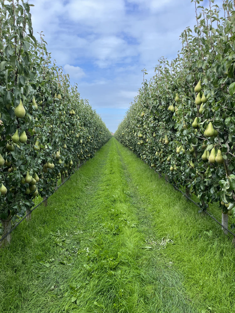 Fruitconsult – Fruitconsult