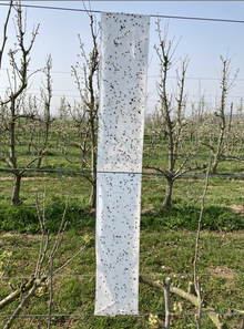 Plaklint voor appel- en perezaagwesp