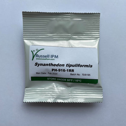 Bessenglasvlinder (Synanthedon tipuliformis)
